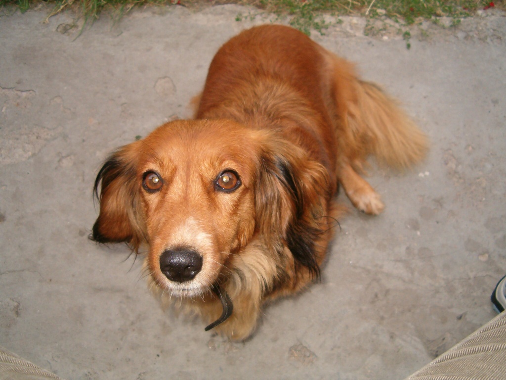 Dáša